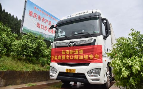 新加坡出口公司 中国血橙经陆海新通道登上新加坡餐桌