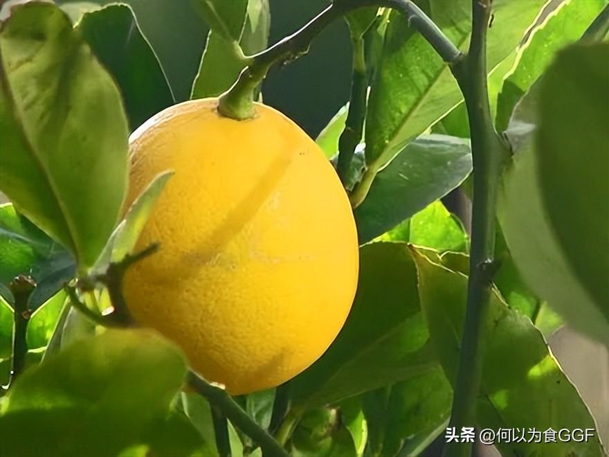 新加坡公司餐食 宝岛刮起Fine Dining风，用本地食材探索精致料理的可能 | 良食专栏