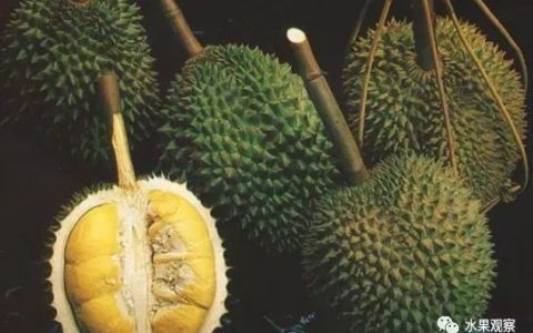 新加坡市场出现创新榴莲化妆品 消费者态度各异(新加坡化妆品品牌公司)
