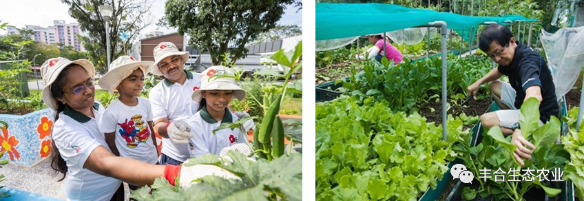 新加坡正在举国推行全民种菜活动(新加坡水果蔬菜种植公司)