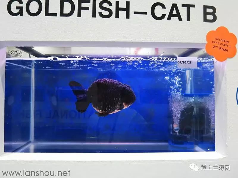 新加坡的（Aquarama）国际金鱼大赛(新加坡最有名的观赏鱼公司)