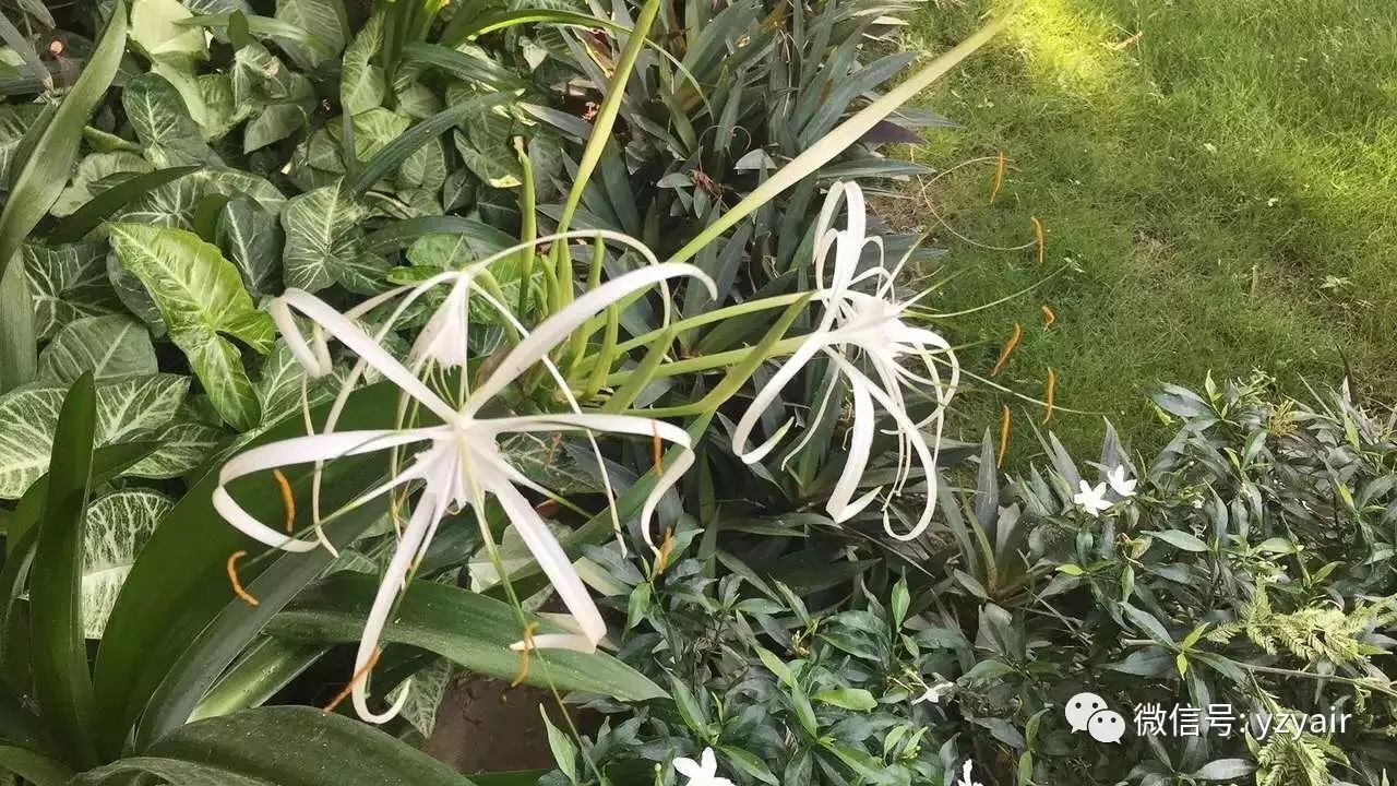 （翼尖上的缅甸）第四天：坐上飞机去蒲甘！超有料！(新加坡航空公司空姐工作服)