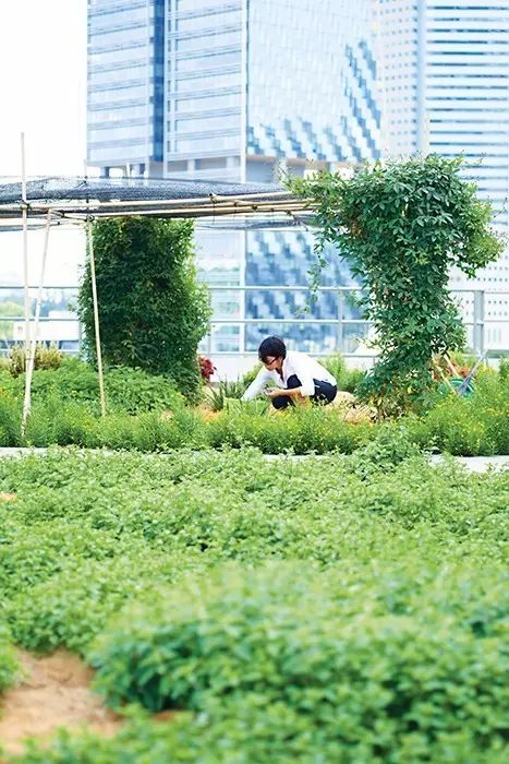 【大干货|新加坡农业5大创新玩法：90%是被逼出来的！】(新加坡+农业公司)