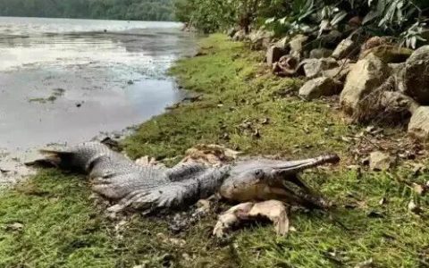 半鳄半鱼！新加坡水库旁发现奇怪生物遗骸(新加坡鳄鱼公司)