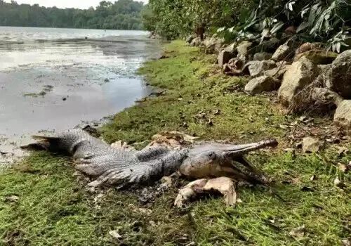 半鳄半鱼！新加坡水库旁发现奇怪生物遗骸(新加坡鳄鱼公司)