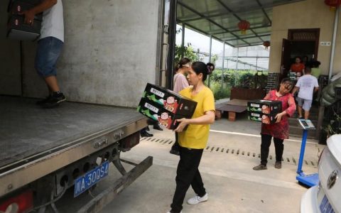 一串葡萄的甜蜜之旅（上）：出国记(新加坡葡萄公司)