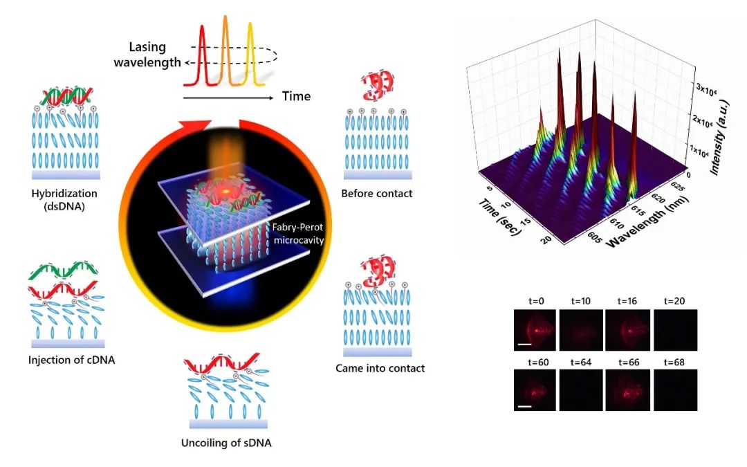 ACS Nano | DNA与激光的“华尔兹”(新加坡波长激光公司)