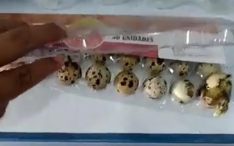 巴西超市货架上一排鹌鹑蛋自行孵化，4只小鹌鹑破壳而出……(新加坡孵鹌鹑公司)
