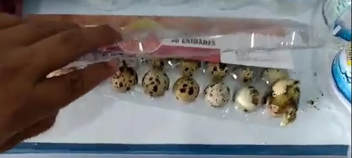 巴西超市货架上一排鹌鹑蛋自行孵化，4只小鹌鹑破壳而出……(新加坡孵鹌鹑公司)