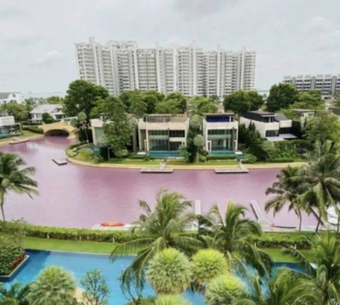新加坡顶级富豪区“粉色水域”、致大批死鱼原因查清！(新加坡南湾研究公司)