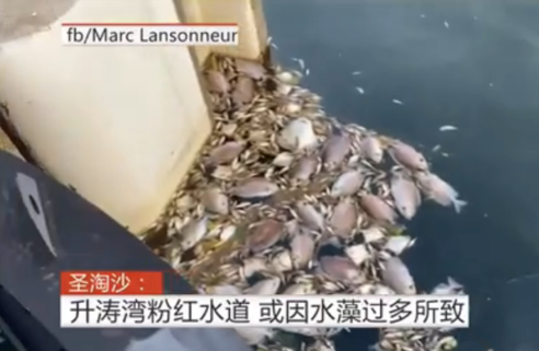 新加坡顶级富豪区“粉色水域”、致大批死鱼原因查清！(新加坡南湾研究公司)